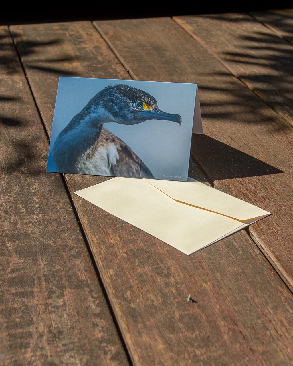 Juvenile Pied Shag Wildlife Greeting Cards - New Zealand Bird Photography